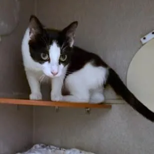 An adult small-sized male Domestic Short Hair cat named Pablo for adoption in Washington, DC