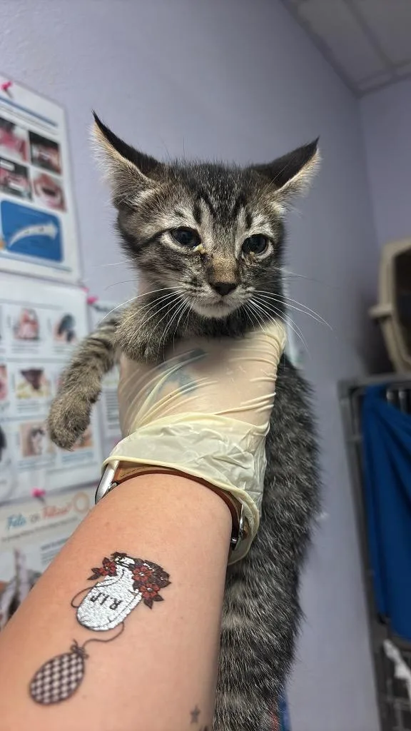 A baby medium-sized female Domestic Short Hair cat named Juliet for adoption in New Braunfels, TX