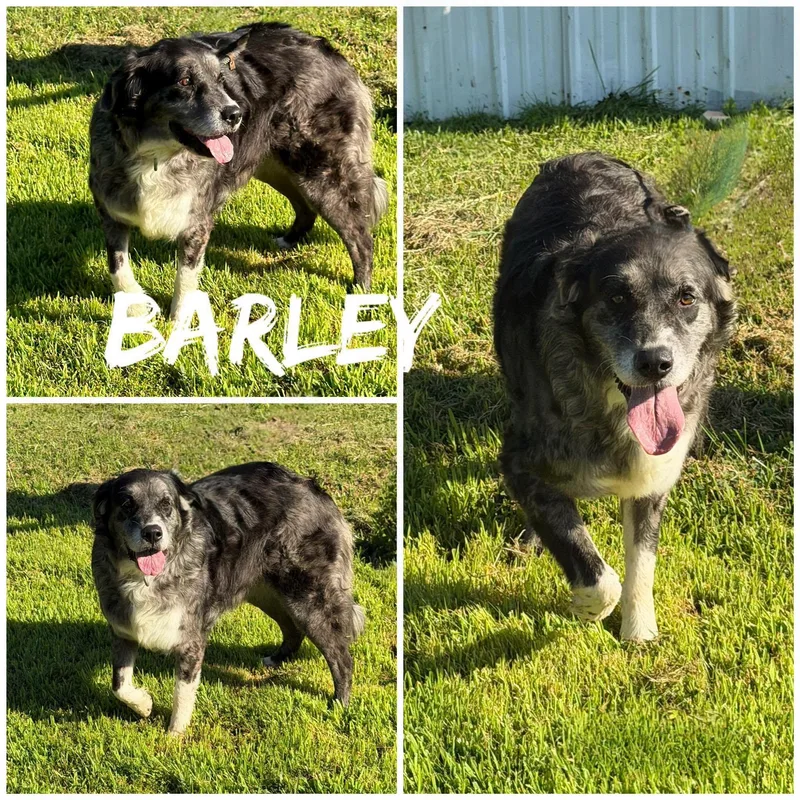 An adult large-sized female Black Alaskan Malamute dog named Barley for adoption in Saint James, MO