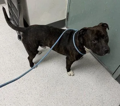 A young medium-sized male Pit Bull Terrier dog named Larry for adoption in Oakland, CA