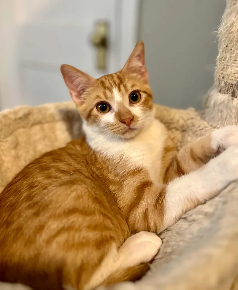 A baby medium-sized male Orange & White American Shorthair cat named Havarti for adoption in Gulfport, MS