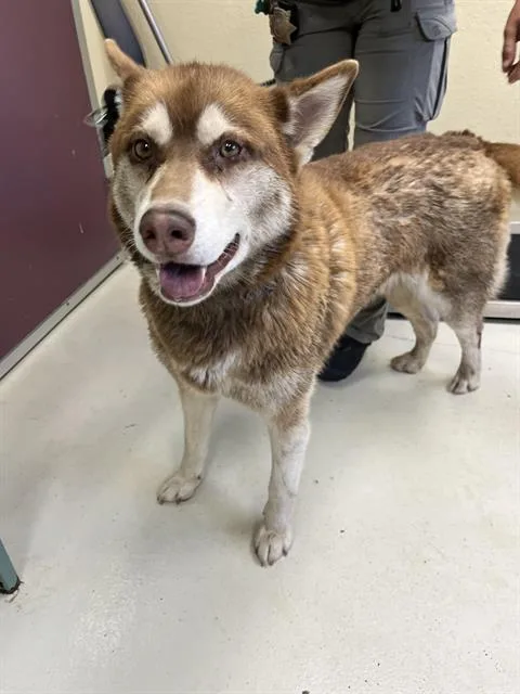 An adult large-sized female Siberian Husky dog named Luna for adoption in Santa Cruz, CA