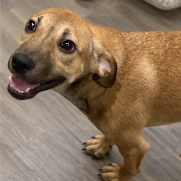 A young medium-sized male Red / Chestnut / Orange Pit Bull Terrier dog named Glendale for adoption in Mokena, IL