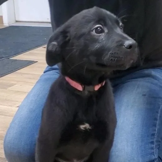 A baby medium-sized female Black Labrador Retriever dog named Valkyrie for adoption in Polson, MT