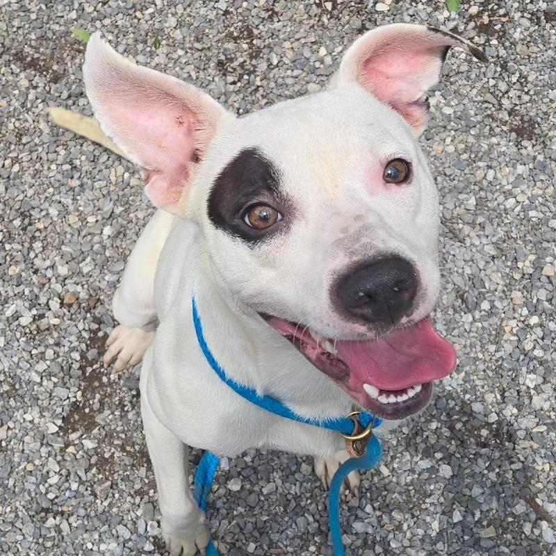 An adult medium-sized female White / Cream Pit Bull Terrier dog named G.I Jane for adoption in York, PA