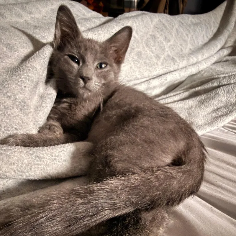 A baby small-sized male Gray / Blue / Silver Russian Blue cat named Bert for adoption in Wichita, KS