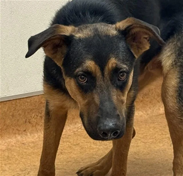 A young large-sized male German Shepherd Dog dog named Buddy for adoption in Sacramento, CA
