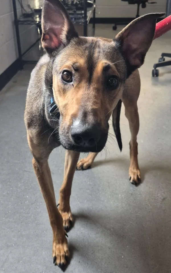 A young medium-sized female Shepherd dog named Pen D for adoption in Lawrenceville, GA