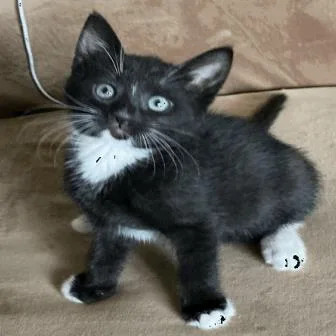 A baby small-sized male Domestic Short Hair cat named Romeo for adoption in Largo, FL
