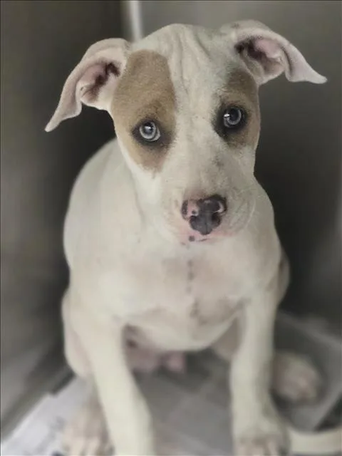 A baby small-sized female Staffordshire Bull Terrier dog named Coffee Bean for adoption in Los Angeles, CA