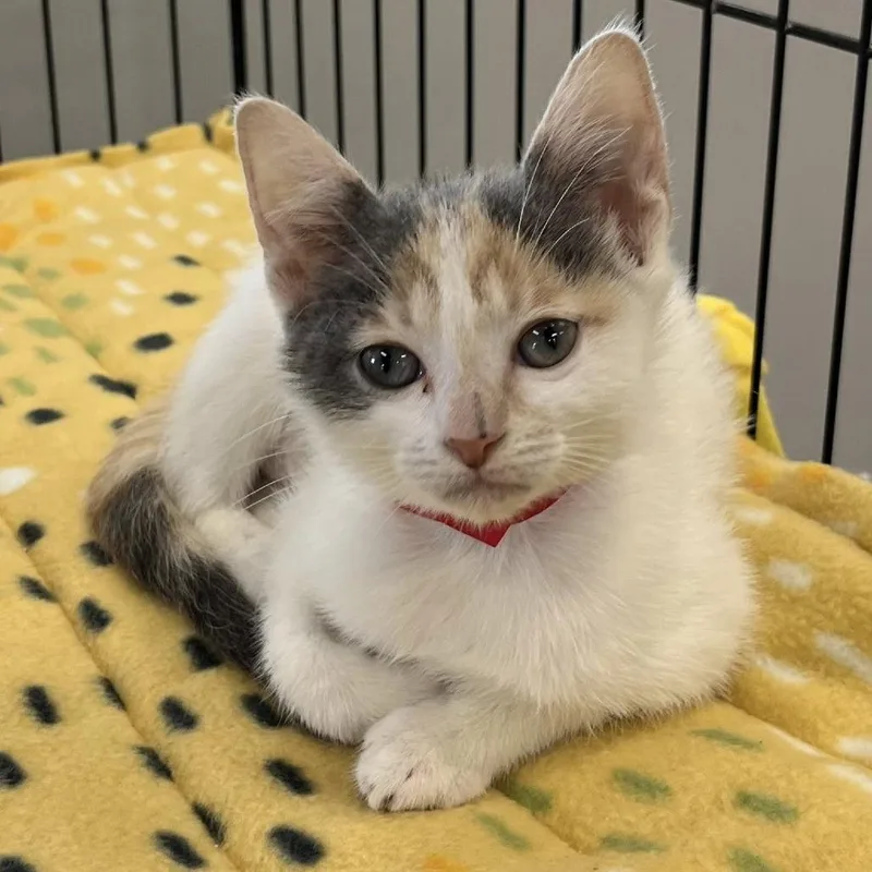 A baby small-sized female Calico Domestic Short Hair cat named Dove for adoption in Hamburg, NY