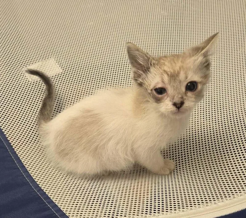 A baby small-sized male Domestic Short Hair cat named Ghost Beltz for adoption in Peoria, IL
