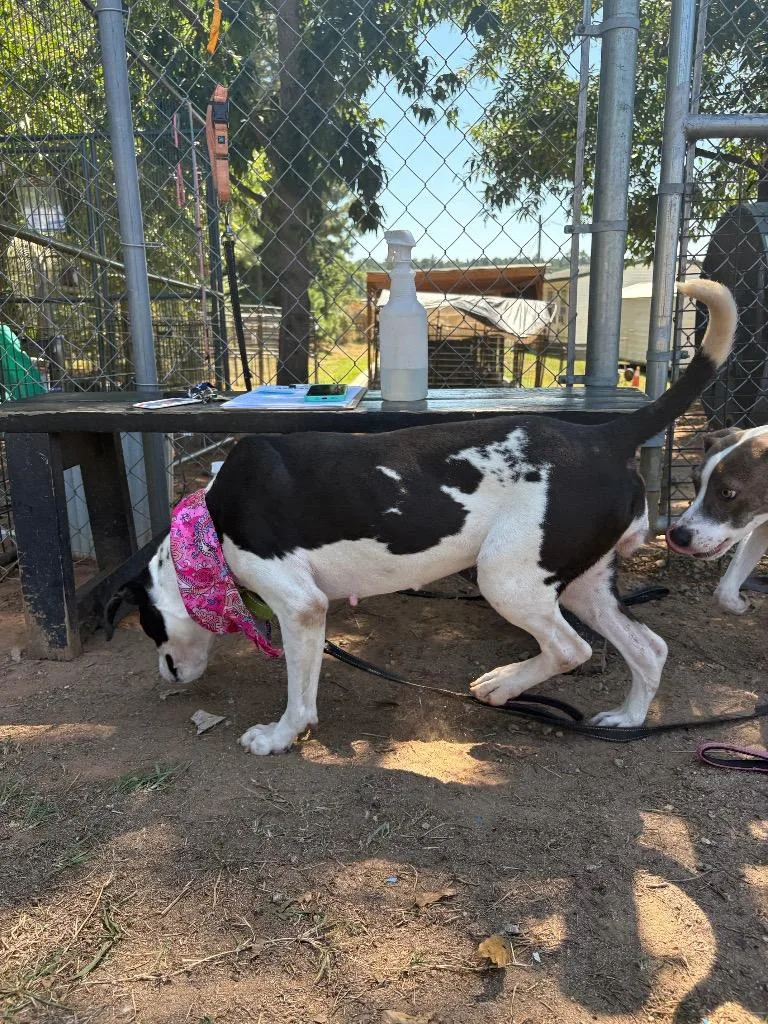 A young medium-sized female Black Mixed Breed dog named Oreo for adoption in Winnsboro, SC