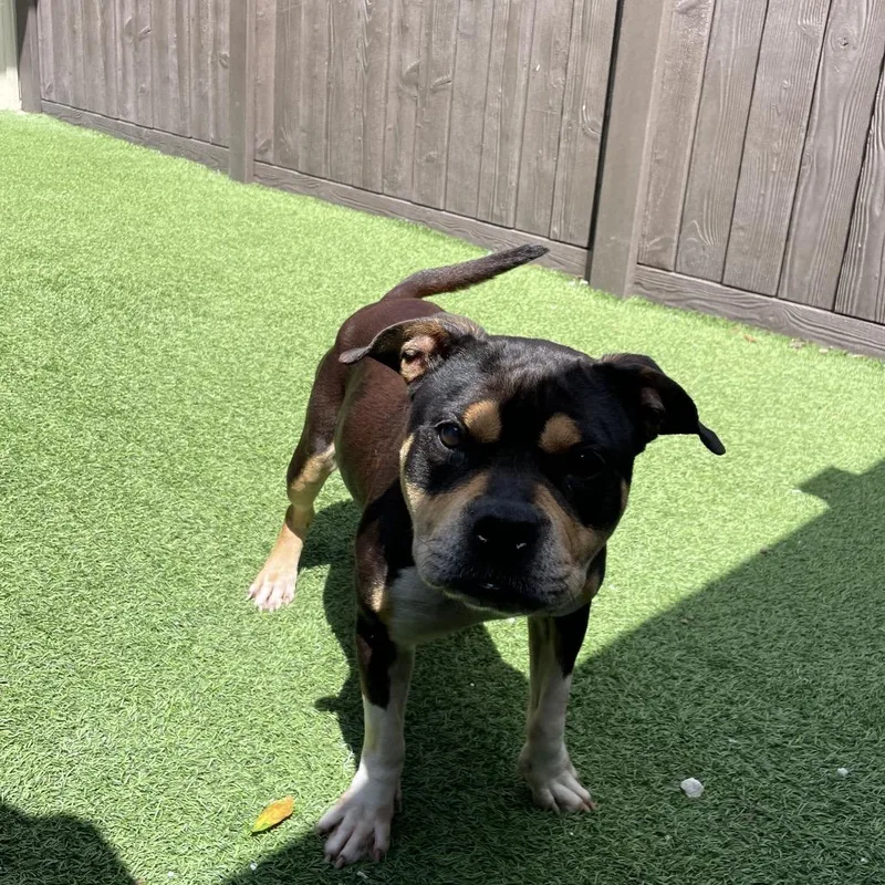 An adult medium-sized female Black American Staffordshire Terrier dog named Cinnamon for adoption in LOXAHATCHEE, FL