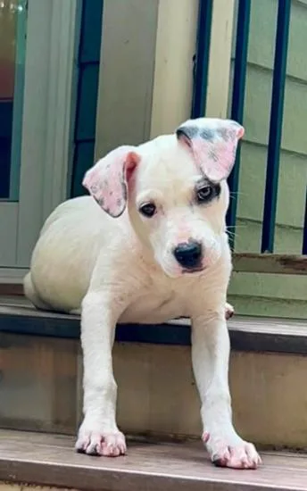 A baby medium-sized female White / Cream Boxer dog named Kalea for adoption in Atlanta, GA