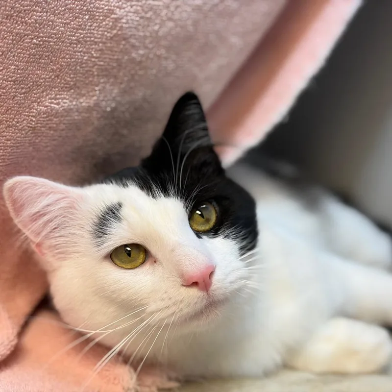 An adult medium-sized male Domestic Short Hair cat named Cool Guy for adoption in Pittsburgh, PA