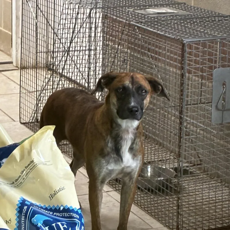 An adult medium-sized female Mountain Cur dog named Brownie for adoption in Austin, TX