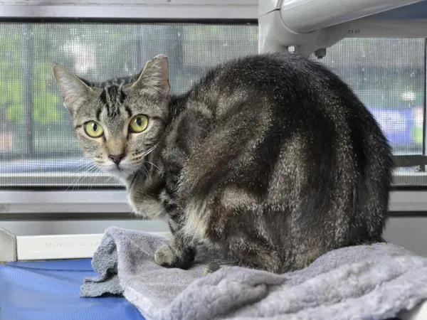 An adult small-sized female Domestic Short Hair cat named Kiwi for adoption in Austin, TX