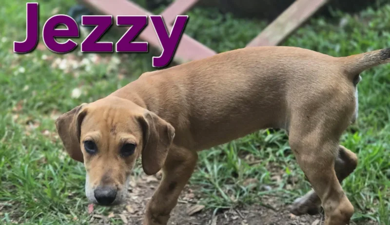 A baby medium-sized female Brown / Chocolate Australian Shepherd dog named Jezzy for adoption in Newfoundland, NJ