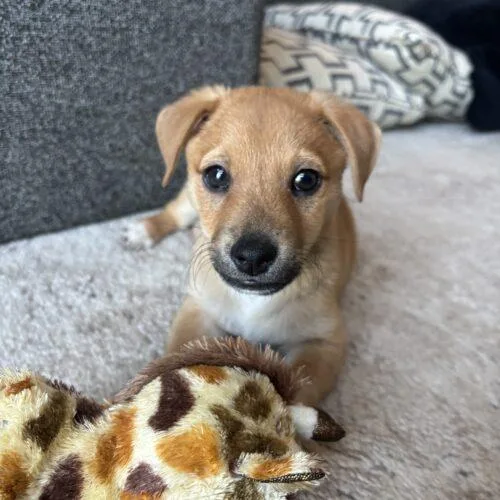 Leonardo thumbnail 2