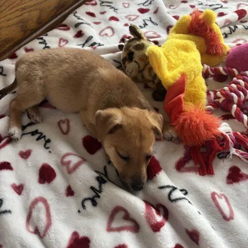 Leonardo thumbnail 3