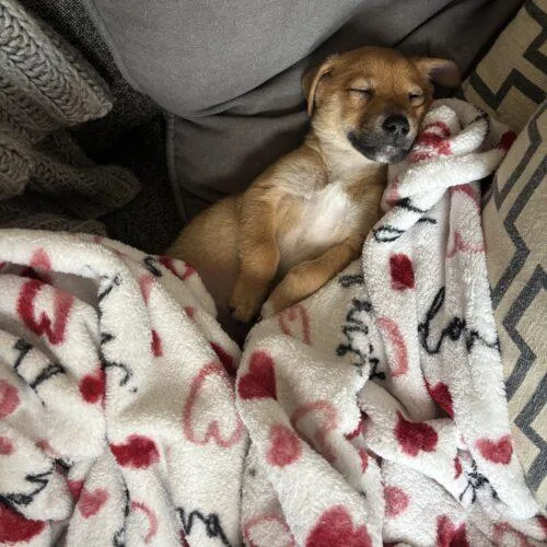 Leonardo thumbnail 4