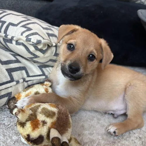 Leonardo thumbnail 5