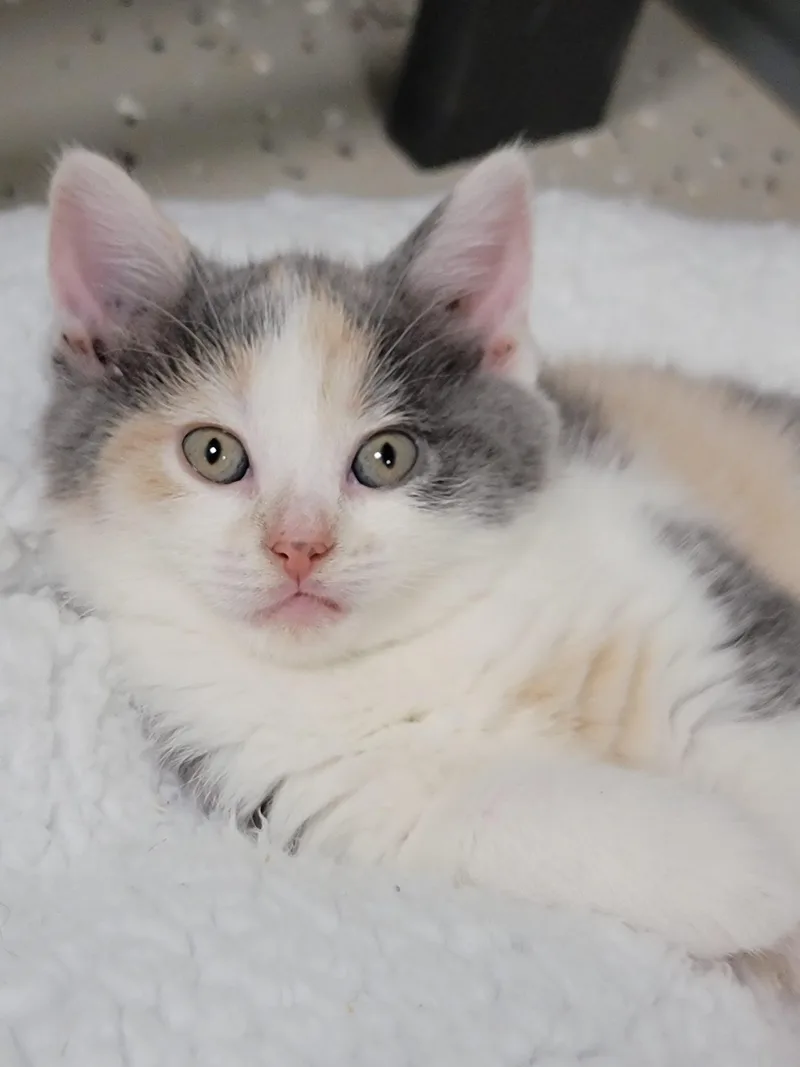 A baby medium-sized female Dilute Calico Domestic Short Hair cat named Flora for adoption in Hornell, NY