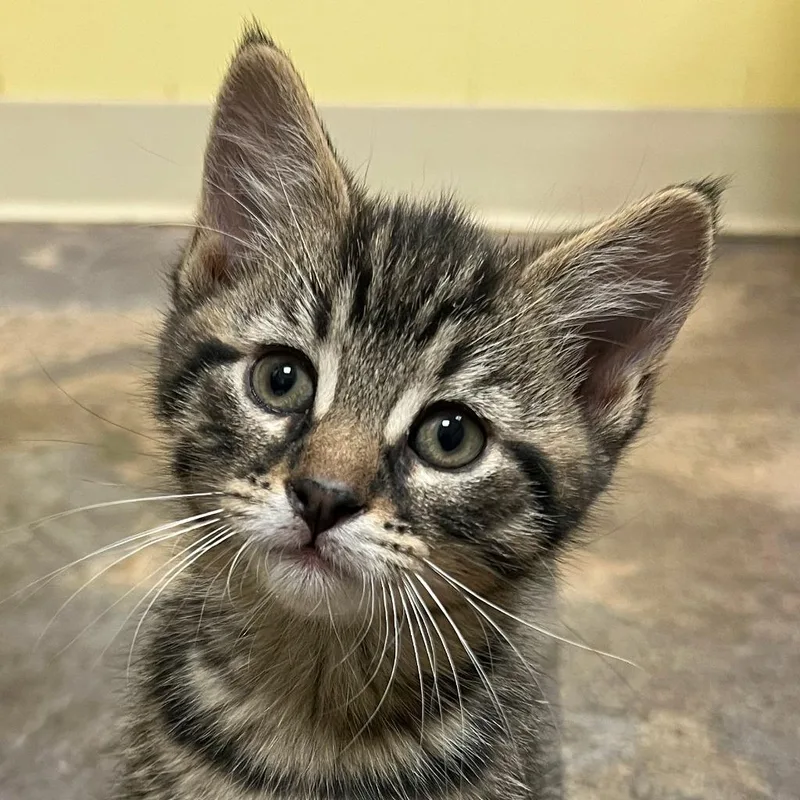 A baby medium-sized male Domestic Short Hair cat named Pizza for adoption in Olean, NY
