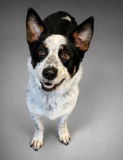 An adult medium-sized female Cardigan Welsh Corgi dog named Finn for adoption in Bowling Green, KY