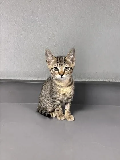 Lyra
