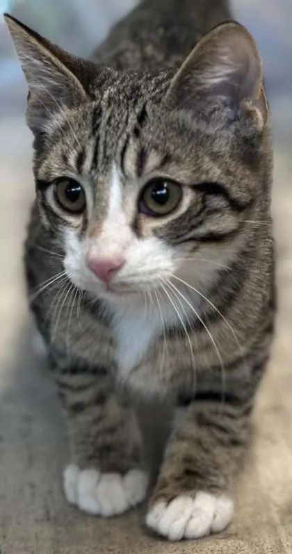 An adult small-sized male Domestic Short Hair cat named Mittens for adoption in Shreveport, LA