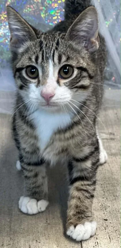 Mittens thumbnail 3