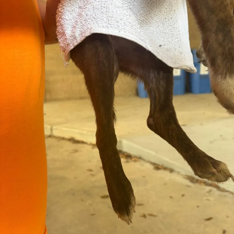 A baby small-sized female Mixed Breed dog named Pancake for adoption in Lufkin, TX