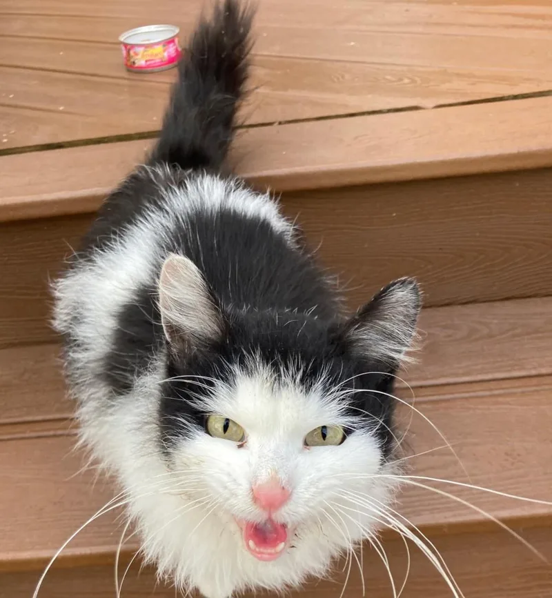 Fuzzy Tail
