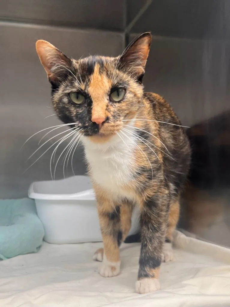 A baby medium-sized female Domestic Short Hair cat named Trixie for adoption in Pomona, NY