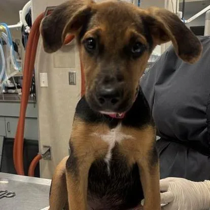 A baby small-sized male Mixed Breed dog named Rozanov for adoption in Jacksonville, FL