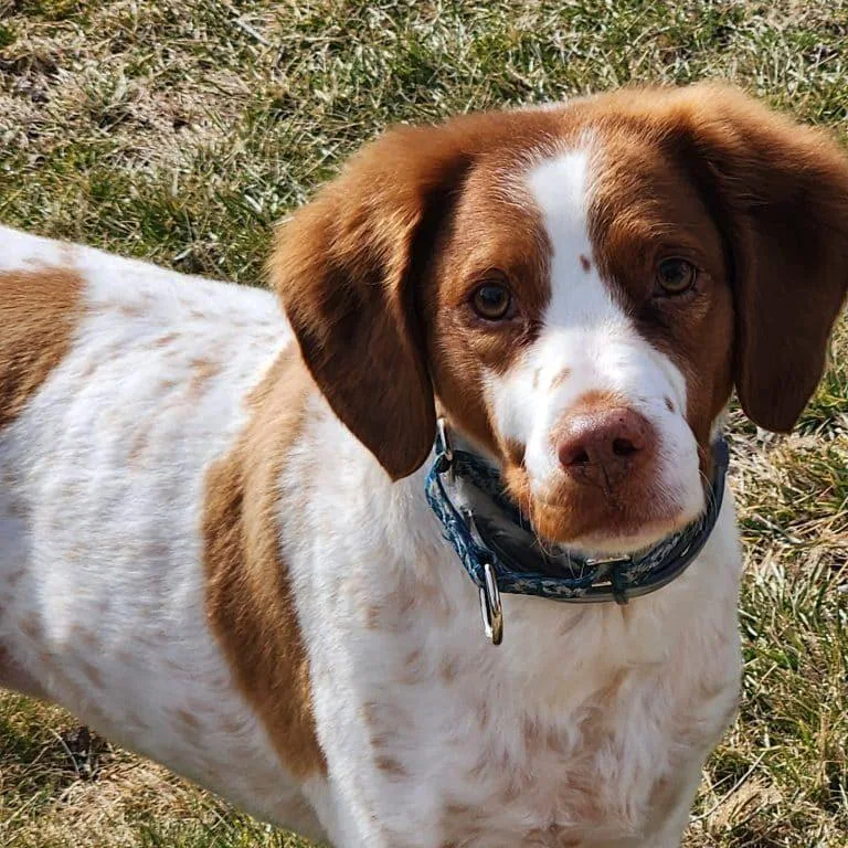 An adult medium-sized female Red / Chestnut / Orange Brittany Spaniel dog named Gabby    for adoption in West Creek, NJ