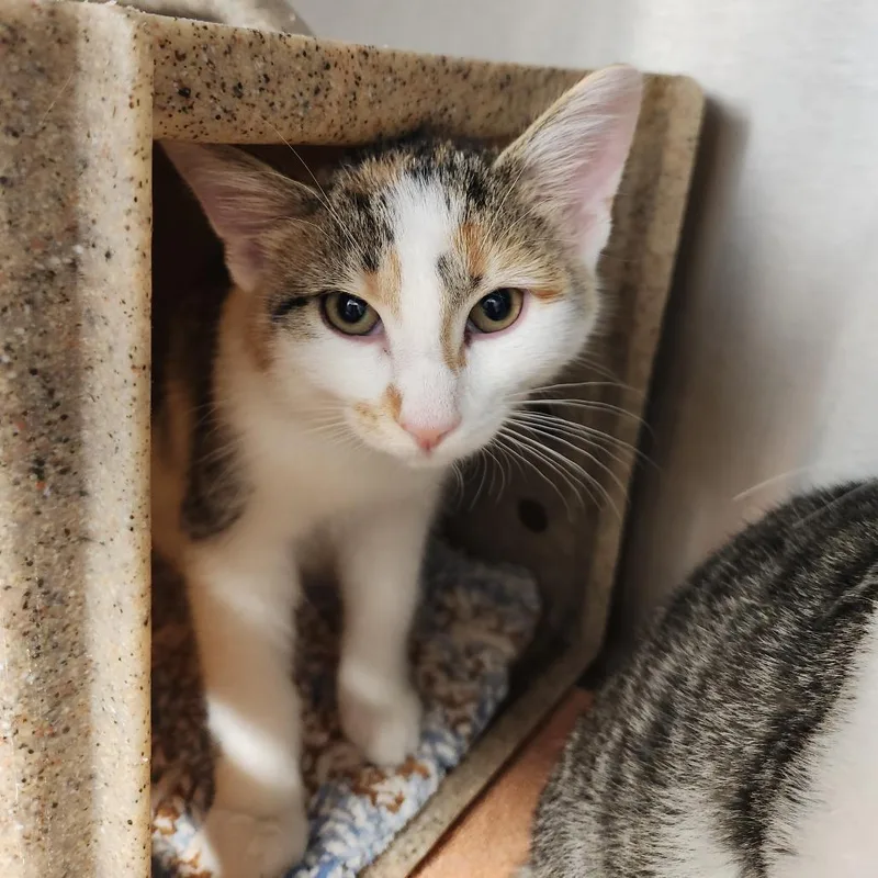 A baby small-sized female Calico Domestic Short Hair cat named Poppi for adoption in Fort Wayne, IN