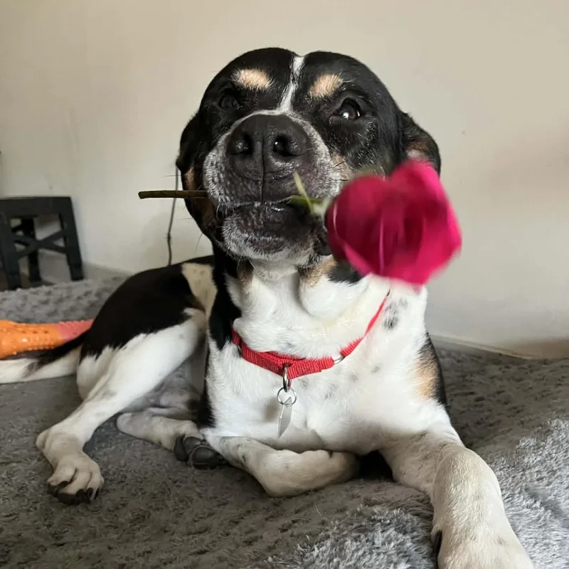 Han Solo thumbnail 2