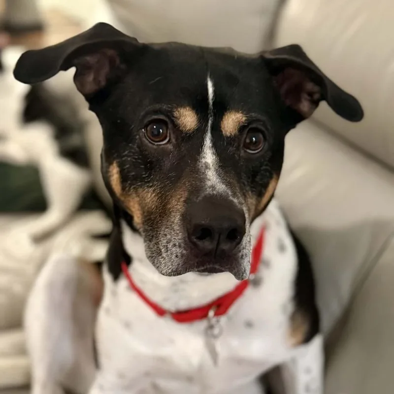 Han Solo thumbnail 3