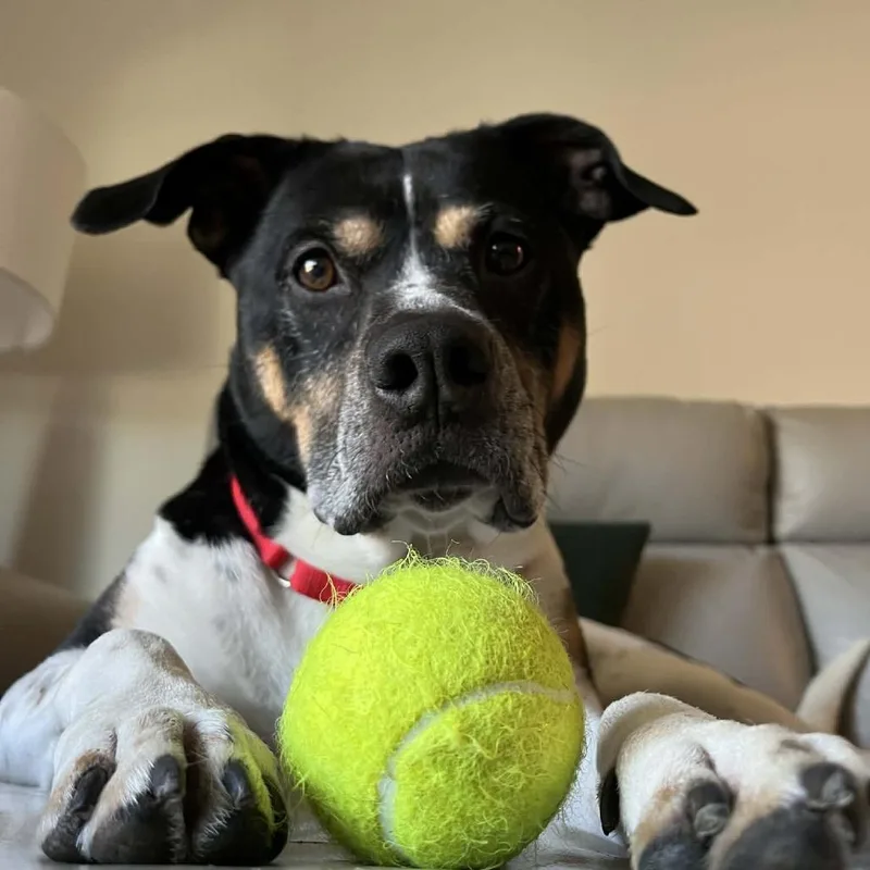 Han Solo thumbnail 4