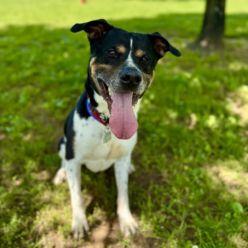 Han Solo thumbnail 5