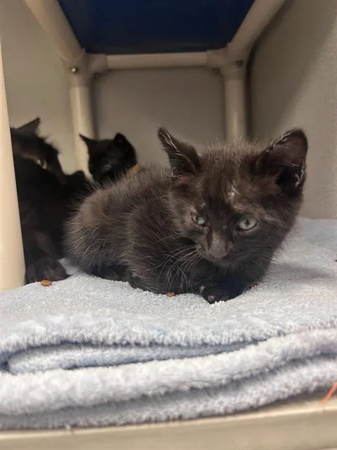 A baby medium-sized male Domestic Short Hair cat named Maui for adoption in Dallas, TX