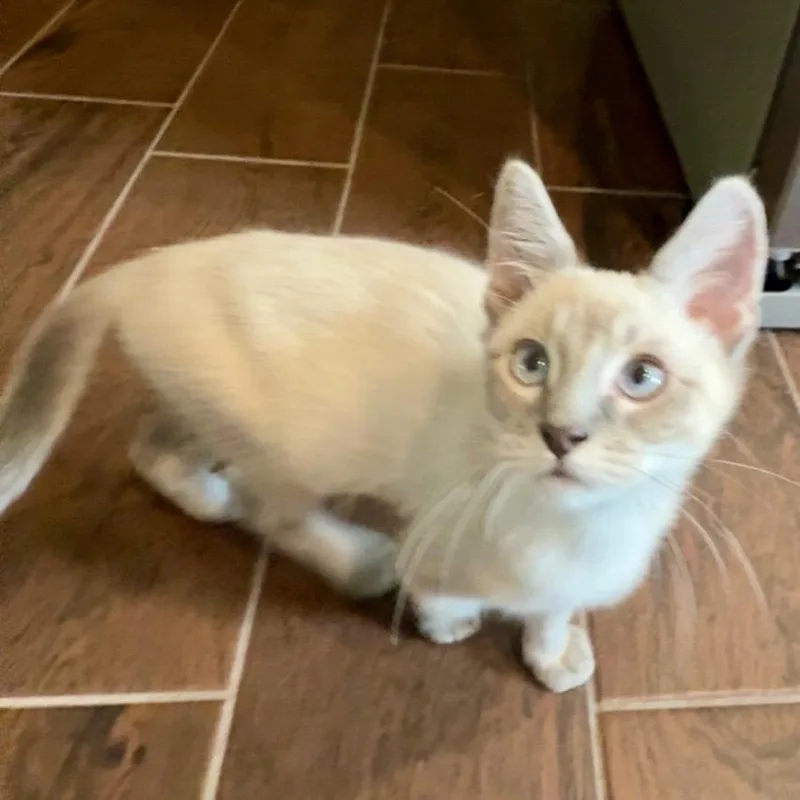 A baby medium-sized female Siamese cat named Juju for adoption in Austin, TX