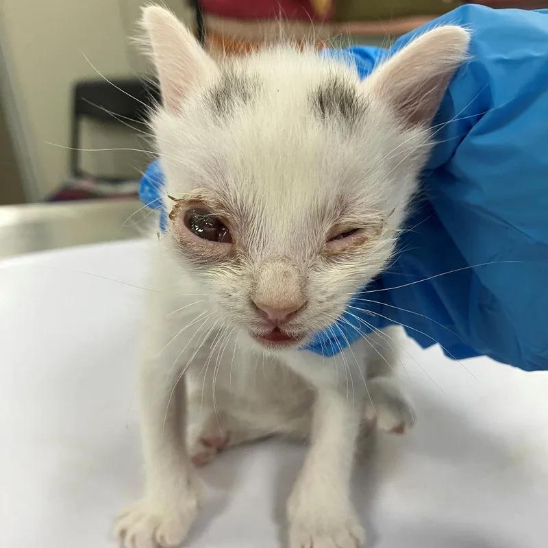 A baby small-sized male Gray / Blue / Silver Domestic Short Hair cat named Homer for adoption in Las Cruces, NM