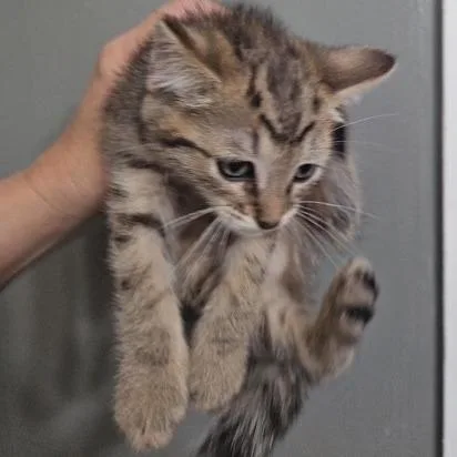 A baby small-sized male Domestic Short Hair cat named Merle for adoption in Monticello, IL