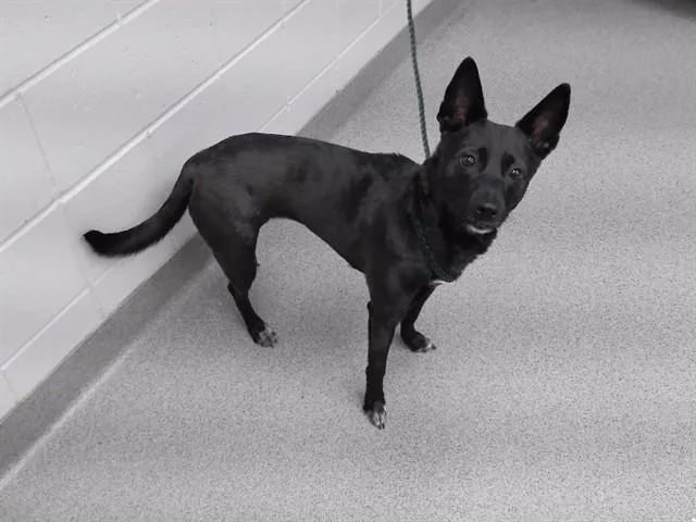 A young medium-sized female Australian Cattle Dog / Blue Heeler dog named Piper for adoption in Omaha, NE