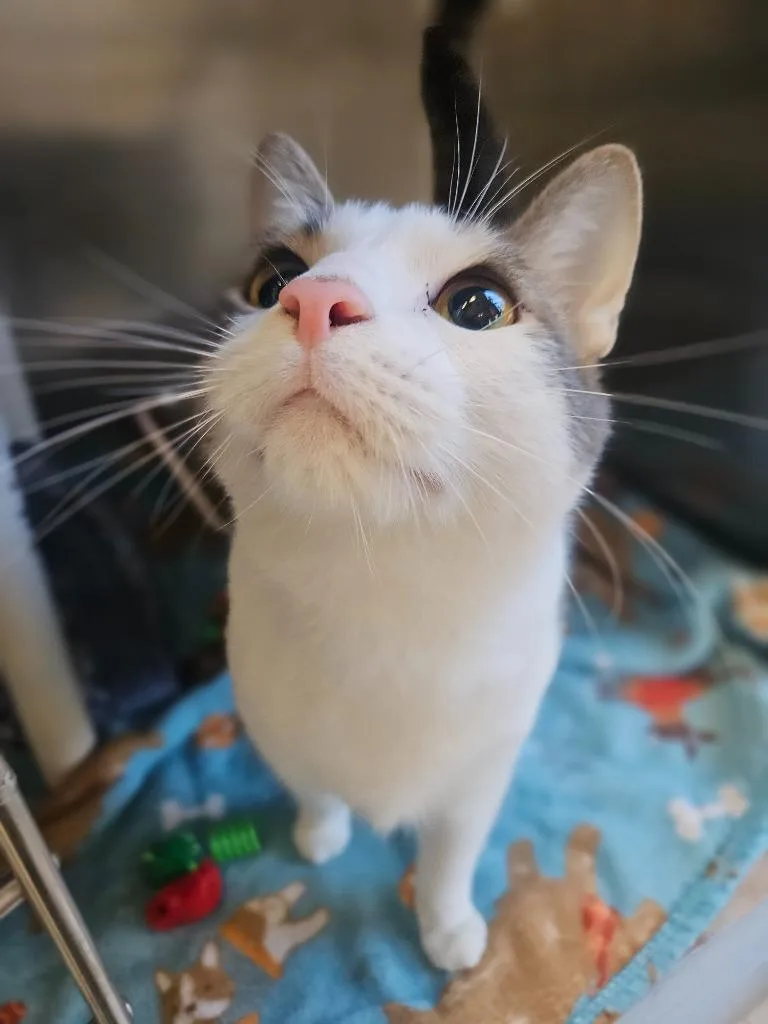 A young medium-sized male Domestic Short Hair cat named Junior for adoption in Pomona, NY