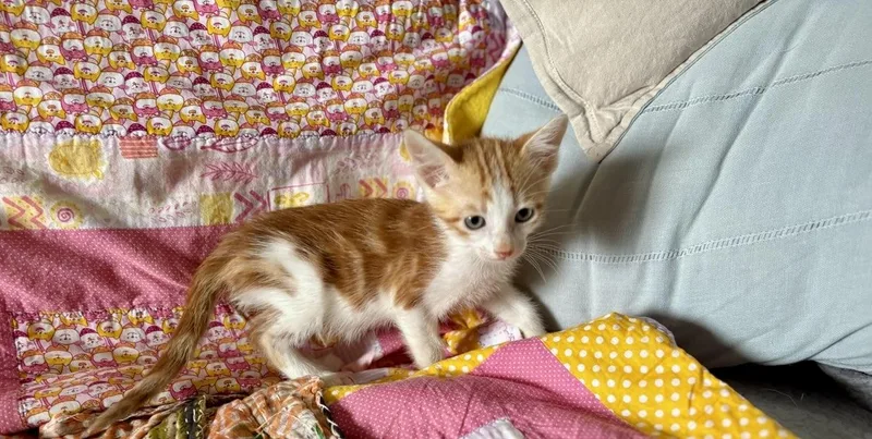 A baby small-sized male Domestic Short Hair cat named Orange Julius for adoption in Honolulu, HI